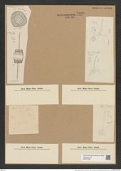 Ditylum brightwellii (West) Grun. (de-Toni-Nr.: Genus 165, Species 4281) Zeichnungen Sammlung Grunow Nr. 7838 (NHMW-BOT-W0377084)